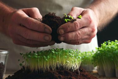 Best soil for Microgreens