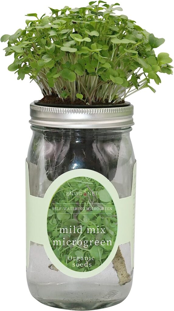 Microgreens in jar