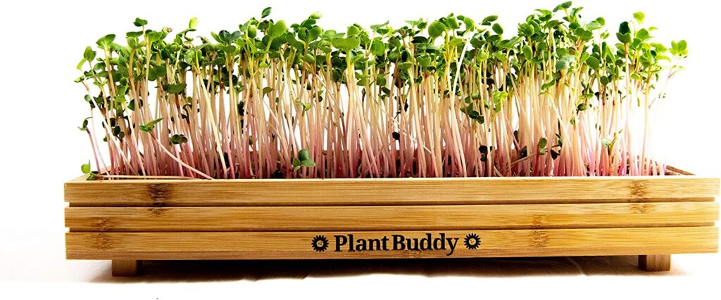 Plant Buddy Indoor and Outdoor Microgreens Growing Kit