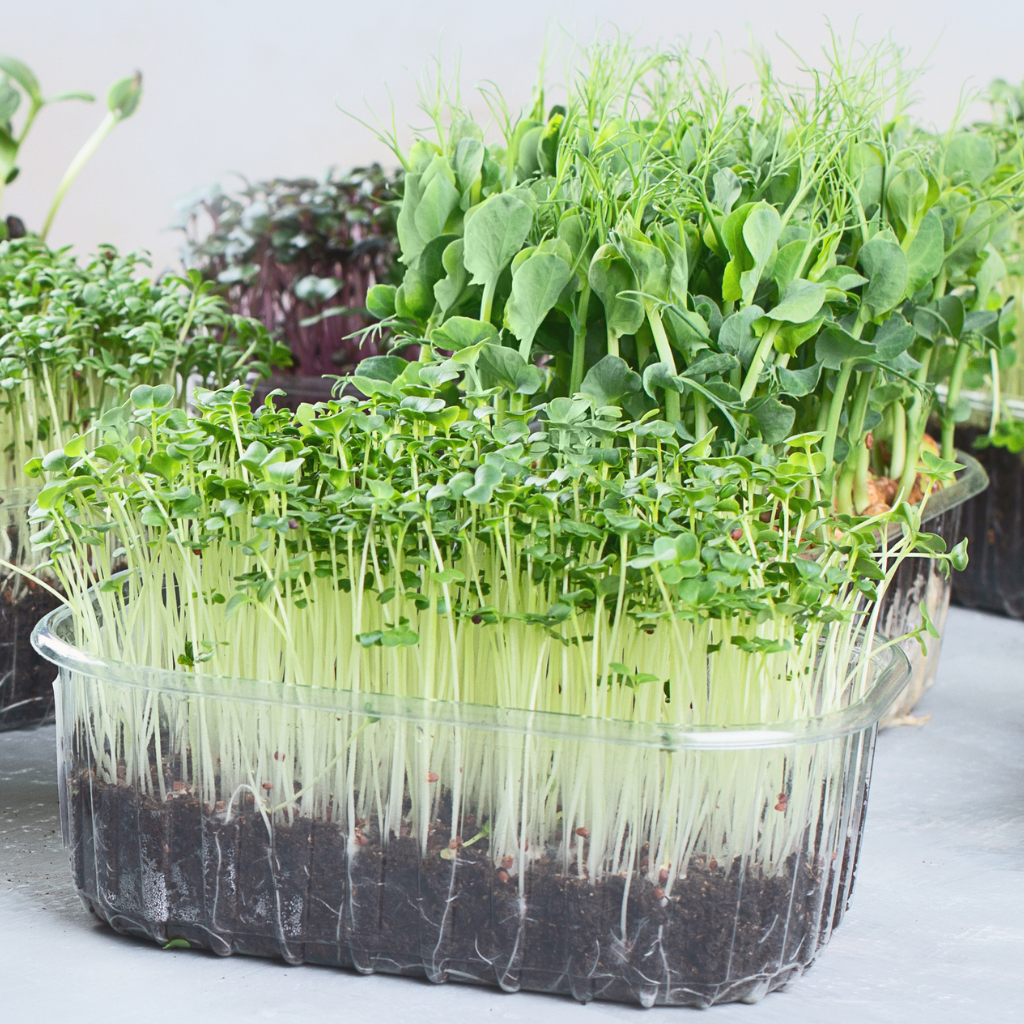 Microgreens grown in soil