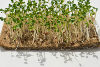 grow mats for microgreens