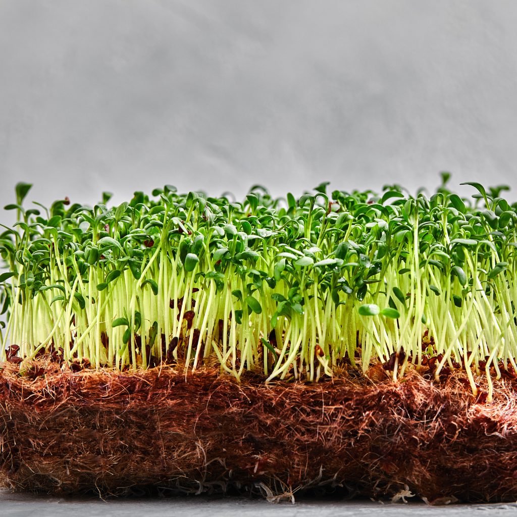 Vermiculite Grow Mat for Microgreens