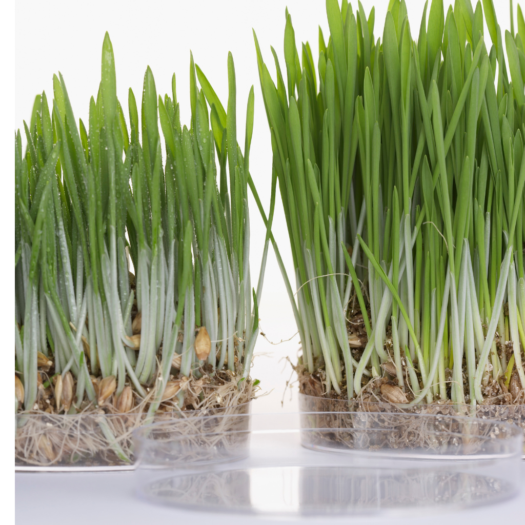 peat moss grow mat for Microgreens