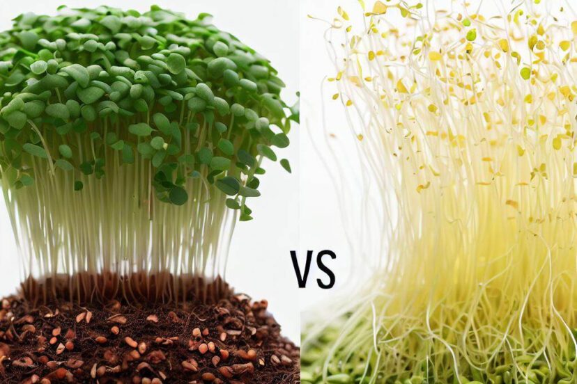 sprouts vs microgreens