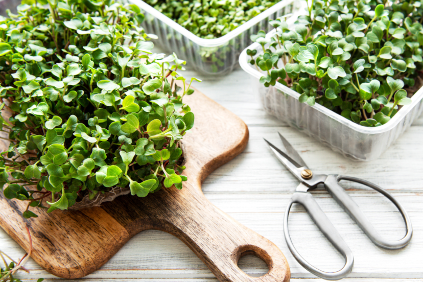 How to cultivate microgreens