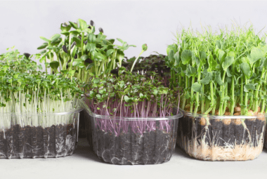 Hydroponic Growing Medium for Microgreens