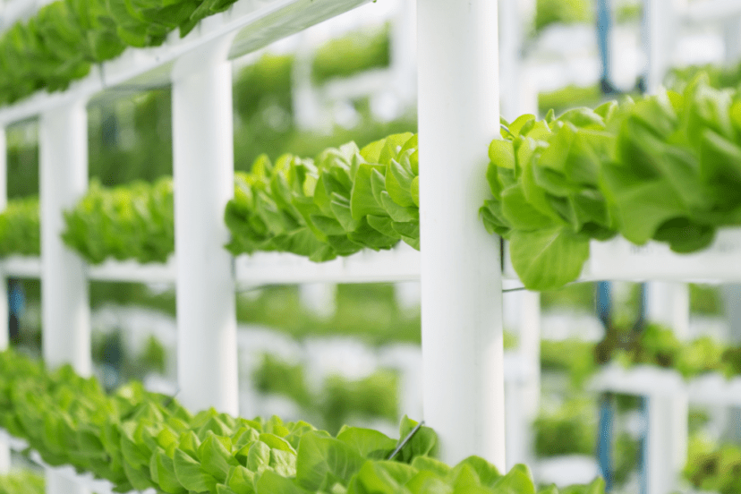 Compact Hydroponic system